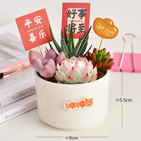 绿荫巷子 多肉植物带盆组合 圆瓷盆+5福卡