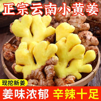 探味先生 产地直发云南小黄姜带箱5斤