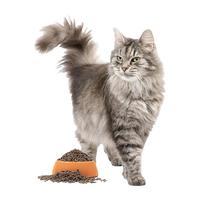 NOURSE 卫仕 膳食平衡系列 无谷低敏成猫猫粮 1.8kg*3袋