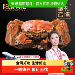 阳澄有礼 江苏大闸蟹礼盒装 8只装