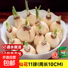 京喜 漳州水仙11球/周长10+盆+矮壮素营养液
