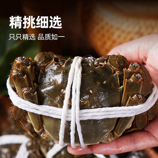 【活蟹】鲜京采鲜活大闸蟹 全母蟹3.8两 4对8只 去绳足重 蟹类螃蟹河蟹生鲜礼盒