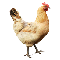 百食轩 正宗农家散养老母鸡 1000g