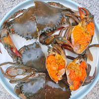 【活蟹】特大青蟹 超大公蟹母红膏蟹肉蟹 鲜活发货  团购 肥满公蟹 （2只）