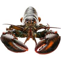 渔传播【包活到家】鲜活波士顿龙虾450g*2只 海鲜水产  