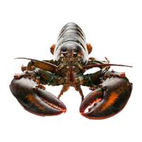 渔传播鲜活波士顿龙虾450-500g*2只7仓