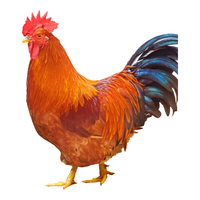 潭牛 小公鸡 1kg