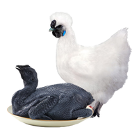 WENS 温氏 乌骨鸡 800g