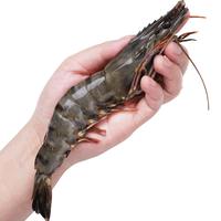 XIAN YAO 鱻谣 黑虎虾 超大号 12-15只 600g