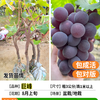 苏沥 葡萄树 巨峰果树苗 81cm-110cm 包结果 顺丰包邮