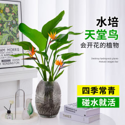 种花迷 水培天堂鸟盆栽花卉植物室内客厅绿植面鹤望兰吸甲醛四季好养活 精品水培天堂鸟20-30厘米1棵