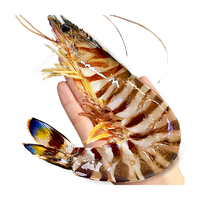 特大竹节虾鲜活速冻大虾1000g/盒超大斑节虾海鲜水产海虾