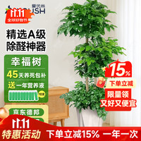 爱优尚 幸福树盆栽 大型绿植 绿色