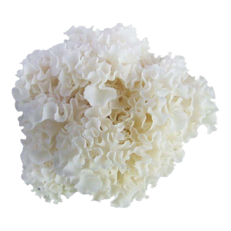 京鲜生云南【新鲜绣球菇】净重600g 干巴菌火锅小炒煲汤食材源头直发 新鲜绣球菇 600g