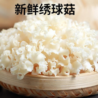 京鲜生云南【新鲜绣球菇】净重600g 干巴菌火锅小炒煲汤食材源头直发 新鲜绣球菇 600g