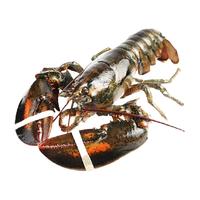 龙虾鲜活波士顿大龙虾加拿大龙虾2只装特大波龙大澳龙海鲜小龙虾