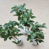 桂花树苗盆栽庭院植物金桂丹桂浓香型花卉四季开花好养易活小盆景 四季桂3颗【高45厘米左右】 不含盆