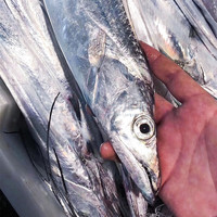 鲜源澜湾   舟山小眼带鱼  油带鱼 大号带鱼生鲜 鱼类 小眼油带5斤(8-12条)