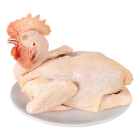 WENS 温氏 供港农养大公鸡1.6kg 高品质 冷冻土鸡散养走地鸡炒鸡 整鸡