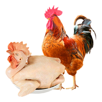 温氏 供港农养大公鸡1.8kg 冷冻高品质林地大公鸡走地鸡 鸡肉