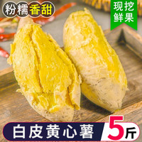 广东潮汕白皮黄心板栗薯香甜粉糯现挖农家地瓜鸡蛋黄番薯