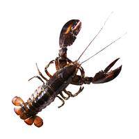 渔传播FISHERY PROPAGATION 包邮FISHERY PROPAGATION波士顿龙虾加拿大进口海鲜单只6.2-6.5斤包鲜不包活