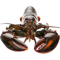渔传播 FISHERY PROPAGATION 特快波士顿龙虾加拿大海鲜单只2斤~2.2斤活发