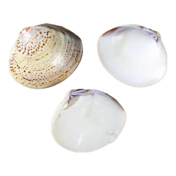 泊蝶 滋润手足裂 蛤蜊油  2个
