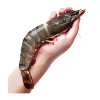 XIAN YAO 鱻谣 黑虎虾 巨大号 7-8只 800g