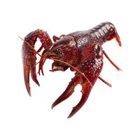 渔传播 【包活加送10%】湖北潜江小龙虾6-8钱送调料包 3斤/4斤1箱