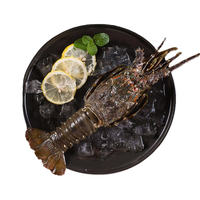 京东超市 冷冻青龙虾/小青龙 200-300g/只  盒装 高端海鲜食材