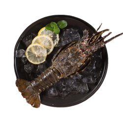 京东超市 冷冻青龙虾/小青龙 200-300g/只  盒装 高端海鲜食材