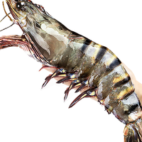 北海湾黑虎虾 特大新鲜基围虾虎虾老虎虾大虾超大海虾生鲜虾类400g*3盒 特大黑虎虾 发3盒 1200g 16-19cm【高品质 无冰净重】