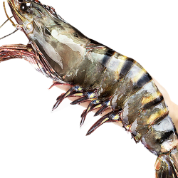 北海湾 高品质活冻黑虎虾 超大虾类大虾生鲜老虎虾冰鲜印度海虾盒装送礼 15