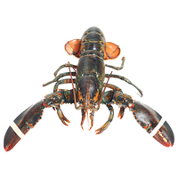 首鲜道波士顿龙虾鲜活波龙 大龙虾鲜活礼盒鲜似澳龙小青龙大虾 500-600g/只大龙虾*2只