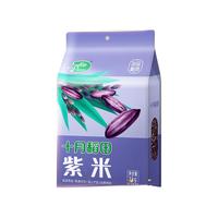 十月稻田东北紫米五谷杂粮饭低脂粗粮长粒米饭1kg