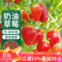 花沃里 奶油红草莓种子1000粒 蔬菜种子四季草莓苗阳台盆栽室内庭院田间