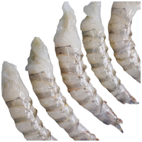 惊鲜 东海中号竹节虾 净重1斤18-20只 中号 源头直发 斑节虾 海鲜