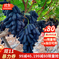 尔澜 蓝宝石 葡萄树苗 0.5-1公分 高40-50厘米
