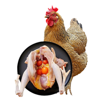 白荡里黄油老母鸡2~2.2斤*1只  走地鸡月子鸡营养滋补食材 源头直发