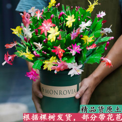 天时双喜 蟹爪兰盆栽 颜色分类：混色8棵（带花苞颜色随机发货）+肥 不含盆