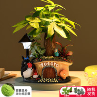 子乐湾 龙猫花盆B款 发财树盆栽 15厘米 含盆