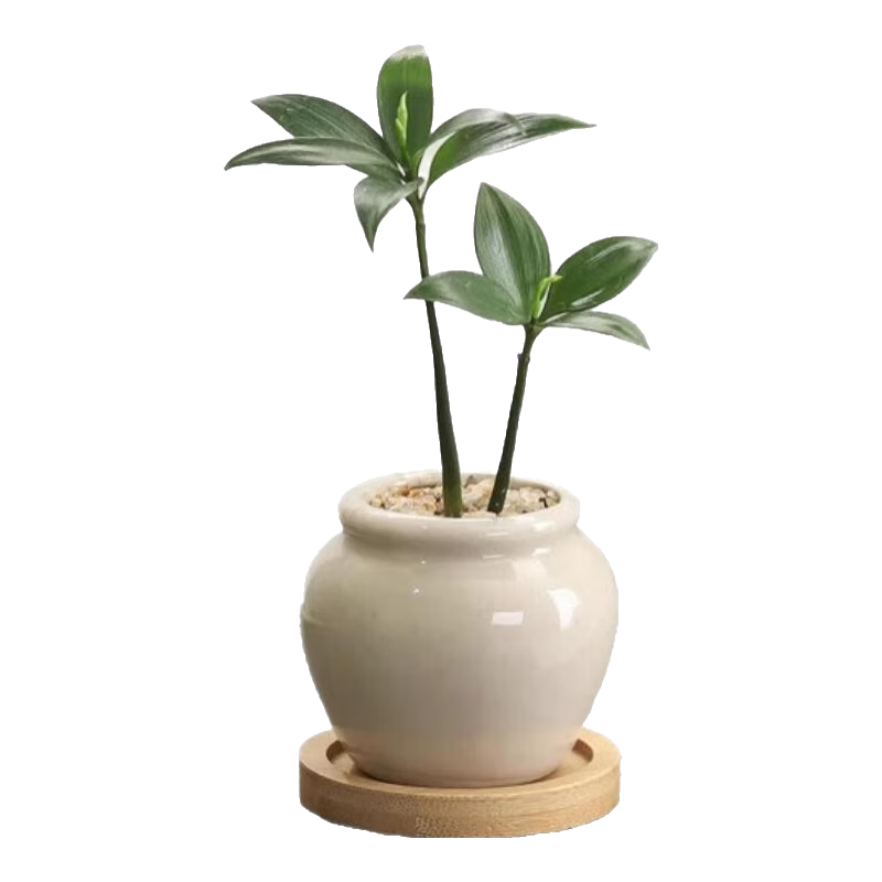 八芽海岛罗汉松指尖微型盆栽桌面小绿植迷你拇指好养植物源头直发 竹柏-陶瓷小茶罐盆-竹底托-铺面石 陶瓷盆-带盆栽好