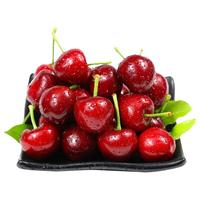 迎畔山东大樱桃车厘子【JD//ems多地次日达】新鲜水果父亲节 5斤(净重) 优选装 中果 22-24mm