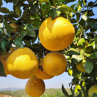 饶情 江西马家柚上饶广丰特产新鲜应季水果大南产地直发礼盒红肉柚子 2个精品果【精美礼盒装6-7斤】