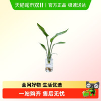 88VIP：朵屿花间 天堂鸟 879899 观叶植物 40厘米 巧克力色