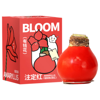 京东鲜花 朱顶红蜡球周长26-28cm品种圣诞源头直发