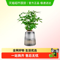 88VIP：朵屿花间 七叶莲盆栽 20厘米 灰色钻石自吸水盆