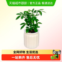 朵屿花间 办公室桌面绿植盆栽室内客厅ins奶油小盆栽四季懒人好养