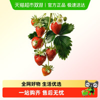 88VIP：朵屿花间 草莓苗秧盆栽 30厘米 浅灰色/浅绿色/桔色/巧克力色/军绿色/天蓝色